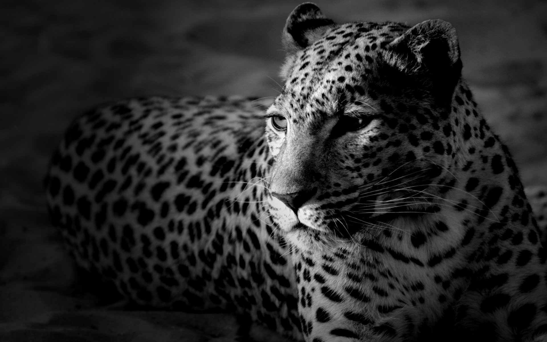 Leopard-black-of-desktop-wallpaper