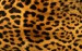 gepard skin